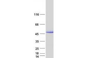 Western Blotting (WB) image for Microtubule-Associated Protein tau (MAPT) (Transcript Variant 4) protein (Myc-DYKDDDDK Tag) (ABIN2725488)