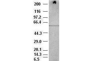 AKT3 antibody (9B2) at 1:500 dilution + BALB/C 3T3 cell lysate (AKT3 Antikörper)