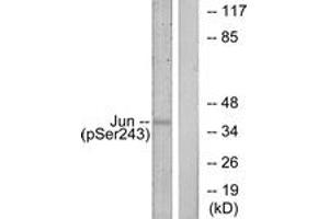 Western blot analysis of extracts from HeLa cells treated with UV, using c-Jun (Phospho-Ser243) Antibody. (C-JUN Antikörper  (pSer243))