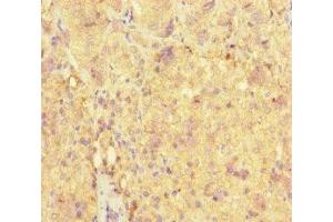 Immunohistochemistry of paraffin-embedded human adrenal gland tissue using ABIN7161000 at dilution of 1:100 (ME3 Antikörper  (AA 547-598))