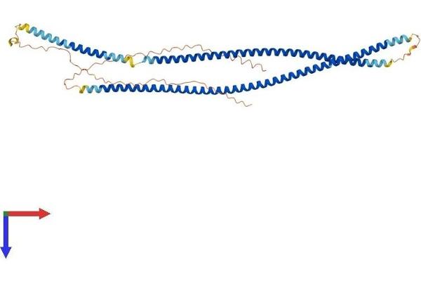 KRT80 Protein (AA 1-452) (His tag)