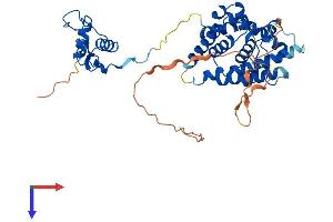 HNF4 gamma Protein (AA 1-408) (His tag)