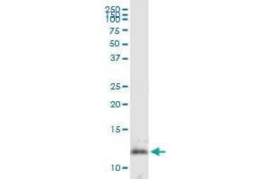 Western Blotting (WB) image for anti-DnaJ (Hsp40) Homolog, Subfamily C, Member 19 (DNAJC19) (AA 1-116) antibody (ABIN530656)