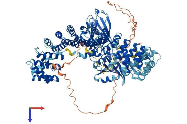 AP1B1 Protein (AA 1-943) (His tag)