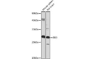Western blot analysis of extracts of various cell lines, using EBI3 Rabbit mAb (ABIN7268011) at 1:1000 dilution. (EBI3 Antikörper)