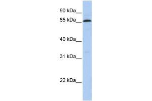 WB Suggested Anti-ZNF136 Antibody Titration:  0. (ZNF136 Antikörper  (N-Term))