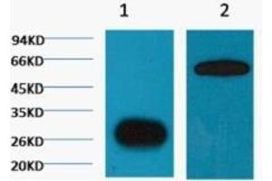 Western Blot (WB) analysis of GFP transfected Plants with antibody diluted at 1:5,000.