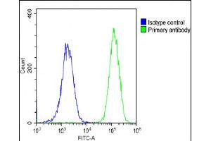 Flow Cytometry (FACS) image for anti-Natriuretic Peptide A (NPPA) (AA 30-56), (N-Term) antibody (ABIN652474)