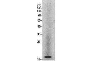 Western Blot (WB) analysis of HeLa cells using Histone H2A Polyclonal Antibody. (Histone H2A Antikörper  (Internal Region))