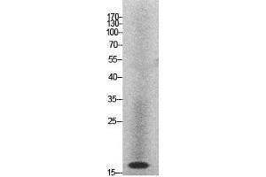 Western Blot (WB) analysis of HeLa cells using Histone H2A Polyclonal Antibody. (Histone H2A Antikörper  (Internal Region))