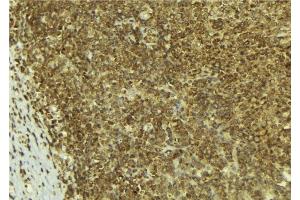 ABIN6277554 at 1/100 staining Mouse pancreas tissue by IHC-P. (PA2G4 Antikörper  (C-Term))