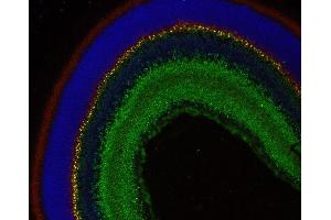 Indirect immunostaining of paraffin embedded mouse retina section with anti-complexin 4 (dilution 1 : 200; red) and rabbit anti-complexin 3 (cat. (Complexin 4 Antikörper)