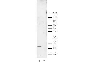 Histone H3 dimethyl Lys27 antibody tested by Western blot.