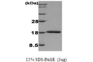 SDS-PAGE (SDS) image for Interferon, alpha 1 (IFNA1) protein (ABIN666845) (IFNA1 Protein)
