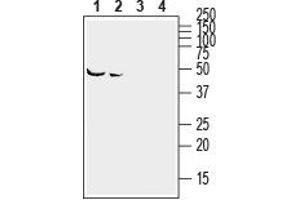 Western blot analysis of mouse (lanes 1 and 3) and rat (lanes 2 and 4) brain lysates: - 1,2. (Ephrin A2 Antikörper  (Extracellular))