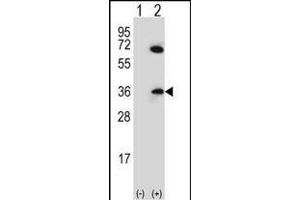 CDCA8 anticorps  (N-Term)