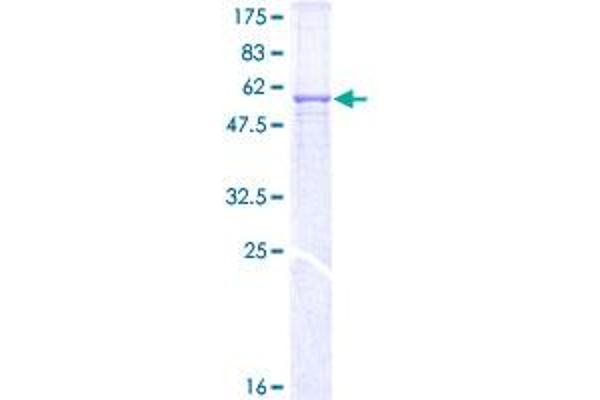 MPPE1 Protein (AA 34-333) (GST tag)