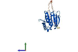 Protein Structure (PS) image for Eukaryotic Translation Initiation Factor 4E Family Member 1B (EIF4E1B) (AA 1-244) protein (His tag) (ABIN7557279)