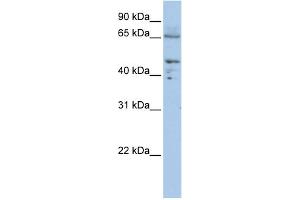 WB Suggested Anti-DLAT Antibody Titration:  0. (DLAT Antikörper  (C-Term))