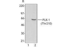 Western Blotting (WB) image for anti-Polo-Like Kinase 1 (PLK1) (pThr210) antibody (ABIN2665331)