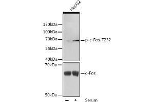 Western blot analysis of extracts of HepG2 cells, using Phospho-c-Fos-T232 antibody (ABIN3023546, ABIN3023547, ABIN3023548 and ABIN6225399) at 1:1000 dilution or c-Fos antibody (ABIN7265968). (c-FOS Antikörper  (pThr232))