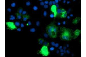 Anti-IDS mouse monoclonal antibody (ABIN2455541) immunofluorescent staining of COS7 cells transiently transfected by pCMV6-ENTRY IDS (RC219187). (IDS Antikörper)