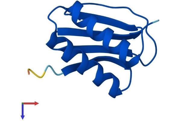 DYNLL2 Protein (AA 1-89) (His tag)