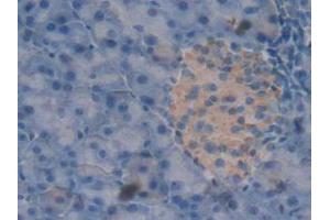 IHC-P analysis of Mouse Pancreas Tissue, with DAB staining. (Peroxiredoxin 2 Antikörper  (AA 6-164))