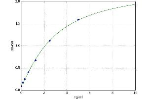 Kinase Suppressor of Ras 2 (KSR2) ELISA Kit