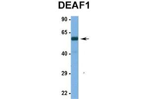 Western Blotting (WB) image for anti-Deformed Epidermal Autoregulatory Factor 1 (Drosophila) (DEAF1) (N-Term) antibody (ABIN2781132)