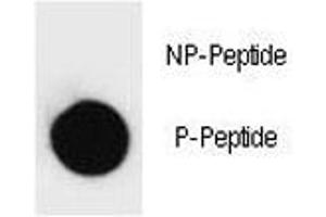 Dot blot analysis of phospho-PARP1 antibody. (PARP1 Antikörper  (pThr368))