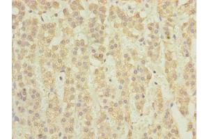 Immunohistochemistry of paraffin-embedded human adrenal gland tissue using ABIN7171349 at dilution of 1:100 (TCTA Antikörper  (AA 62-103))