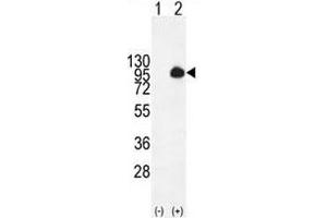 Western blot analysis of MUC20 antibody and 293 cell lysate (2 ug/lane) either nontransfected (Lane 1) or transiently transfected with the MUC20 gene (2).