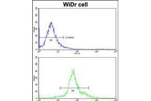 Flow cytometric analysis of widr cells using HOXB5 Antibody (bottom histogram) compared to a negative control cell (top histogram)FITC-conjugated goat-anti-rabbit secondary antibodies were used for the analysis.