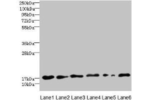Western blot All lanes: C5orf24 antibody at 0. (C5orf24 Antikörper  (AA 7-188))