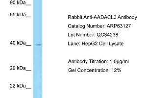 Western Blotting (WB) image for anti-Arylacetamide Deacetylase-Like 3 (AADACL3) (N-Term) antibody (ABIN2789383) (AADACL3 Antikörper  (N-Term))