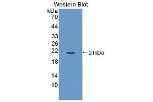 Detection of Recombinant CYPB, Mouse using Polyclonal Antibody to Cyclophilin B (CYPB) (PPIB Antikörper  (AA 34-216))
