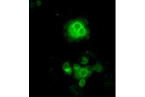 Image no. 6 for anti-P450 (Cytochrome) Oxidoreductase (POR) antibody (ABIN1497744) (POR Antikörper)