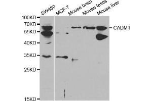 Western blot analysis of extracts of various cell lines, using CADM1 antibody. (CADM1 Antikörper  (AA 45-344))