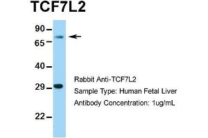 Western Blotting (WB) image for anti-Transcription Factor 7-Like 2 (T-Cell Specific, HMG-Box) (TCF7L2) (Middle Region) antibody (ABIN2777927)
