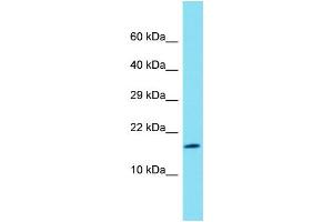 Host: Rabbit  Target Name: Rps27l  Sample Tissue: Rat Lung lysates  Antibody Dilution: 1. (RPS27L Antikörper  (Middle Region))