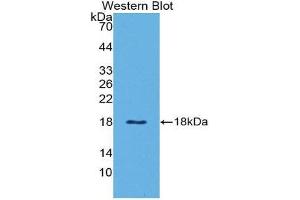 Western Blotting (WB) image for anti-Leptin (LEP) (AA 29-160) antibody (ABIN3209406) (Leptin Antikörper  (AA 29-160))