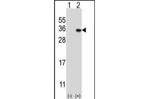 Western blot analysis of GEH1 (arrow) using rabbit polyclonal GEH1 Antibody  (ABIN390121 and ABIN2840628). (MAGEH1 Antikörper  (C-Term))