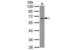 Image no. 1 for anti-SPARC Related Modular Calcium Binding 2 (SMOC2) (AA 260-396) antibody (ABIN1501005) (SMOC2 Antikörper  (AA 260-396))