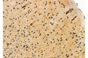ABIN6263816 and ABIN6276336 at 1/100 staining Mouse brain tissue by IHC-P. (Olfactomedin 1 Antikörper  (Internal Region))