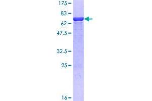 HMBS Protein (AA 1-361) (GST tag)