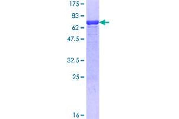 HMBS Protein (AA 1-361) (GST tag)