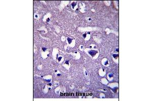 CCD Antibody (C-term) (ABIN657401 and ABIN2846441) immunohistochemistry analysis in formalin fixed and paraffin embedded human brain tissue followed by peroxidase conjugation of the secondary antibody and DAB staining. (CCDC117 Antikörper  (C-Term))