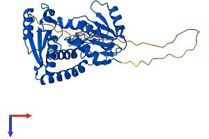 MTHFD2L Protein (AA 1-347) (His tag)