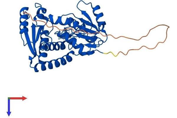 MTHFD2L Protein (AA 1-347) (His tag)